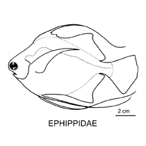 Line drawing of ephippidae